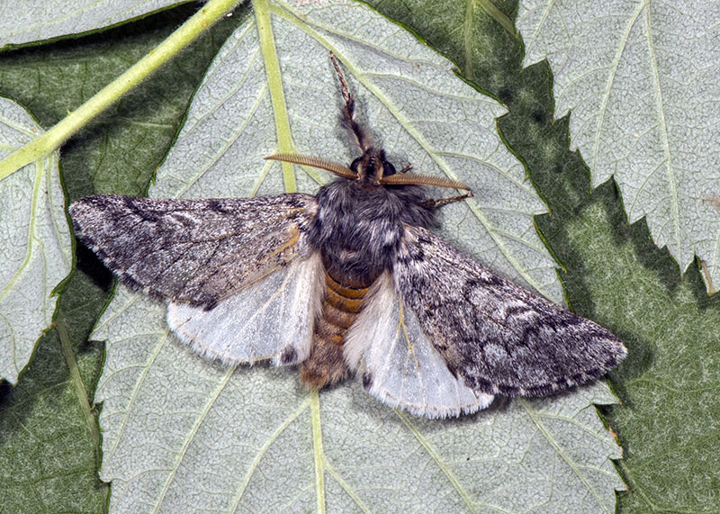 Notodontidae: Thaumetopoea pityocampa